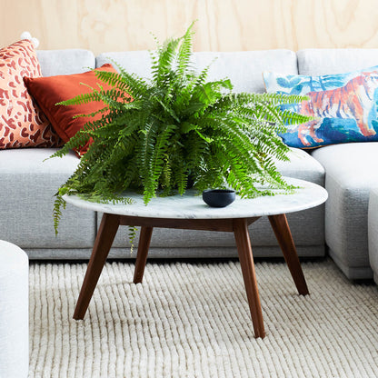 Oia White Marble Coffee Table