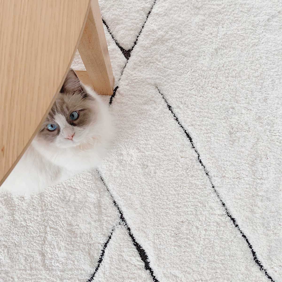 Tahlee Tribal Shag Rug